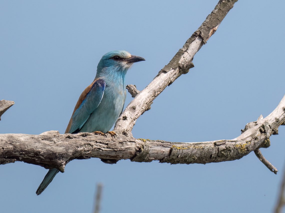 European roller - Coracias garrulus  Animalia,Aves,Chordata,Coracias garrulus,Coraciidae,Coraciiformes,Danube delta biosphere reserve,Europe,European Roller,European roller,Geotagged,Romania,Spring,Wildlife