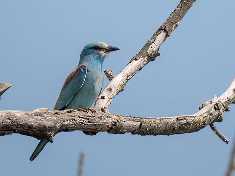 European roller - Coracias garrulus  Animalia,Aves,Chordata,Coracias garrulus,Coraciidae,Coraciiformes,Danube delta biosphere reserve,Europe,European Roller,European roller,Geotagged,Romania,Spring,Wildlife