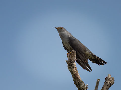 Common cuckoo - Cuculus canorus  Animalia,Aves,Chordata,Common Cuckoo,Common cuckoo,Cuculidae,Cuculiformes,Cuculus canorus,Danube delta biosphere reserve,Europe,Geotagged,Romania,Spring,Wildlife