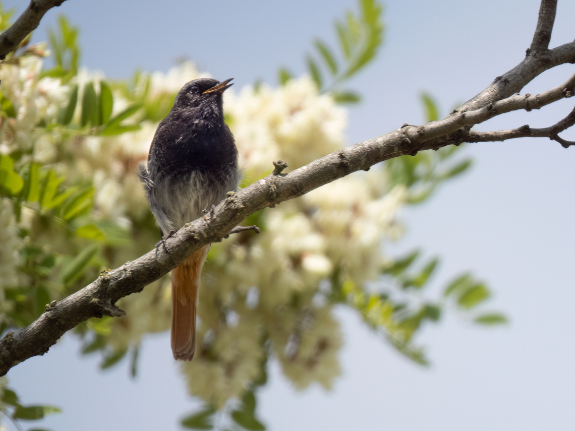 Black redstart - Phoenicurus ochruros  Animalia,Aves,Black Redstart,Black redstart,Chordata,Danube delta biosphere reserve,Europe,Geotagged,Muscicapidae,Passeriformes,Passerine,Phoenicurus ochruros,Romania,Spring,Wildlife