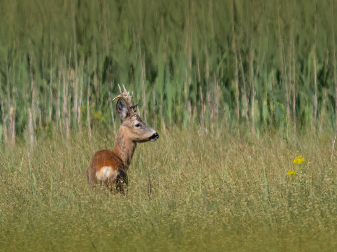 Roe deer - Capreolus capreolus  Animalia,Artiodactyla,Capreolus capreolus,Cervidae,Chordata,Danube delta biosphere reserve,Europe,Geotagged,Mammalia,Roe deer,Romania,Spring,Wildlife,even-toed