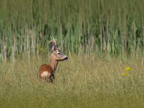 Roe deer - Capreolus capreolus  Animalia,Artiodactyla,Capreolus capreolus,Cervidae,Chordata,Danube delta biosphere reserve,Europe,Geotagged,Mammalia,Roe deer,Romania,Spring,Wildlife,even-toed