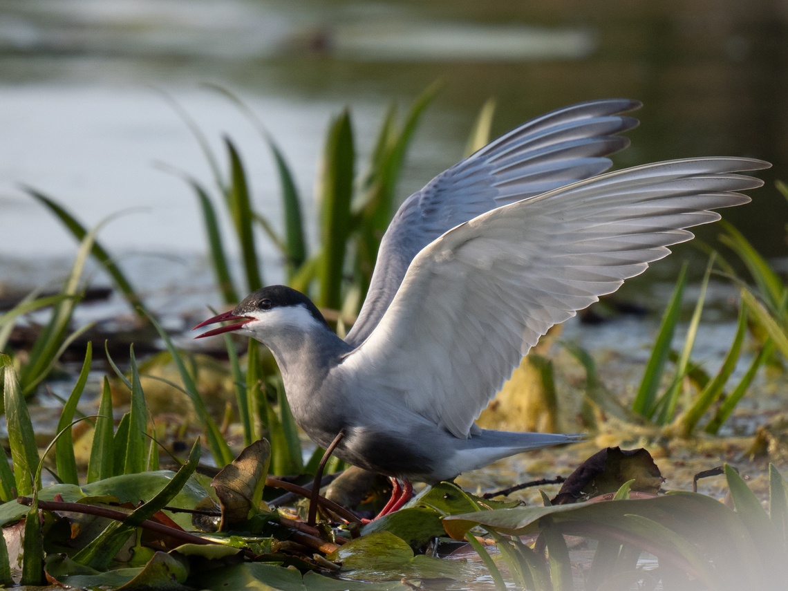 Whiskered tern - Chlidonias hybrida  Animalia,Aves,Charadriiformes,Chlidonias hybrida,Chordata,Geotagged,Laridae,Romania,Spring,Whiskered tern,Wildlife