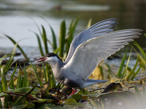 Whiskered tern - Chlidonias hybrida  Animalia,Aves,Charadriiformes,Chlidonias hybrida,Chordata,Geotagged,Laridae,Romania,Spring,Whiskered tern,Wildlife