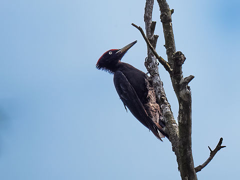 Black woodpecker - Dryocopus martius  Animalia,Aves,Black Woodpecker,Black woodpecker,Chordata,Danube delta biosphere reserve,Dryocopus martius,Europe,Geotagged,Picidae,Piciformes,Romania,Spring,Wildlife