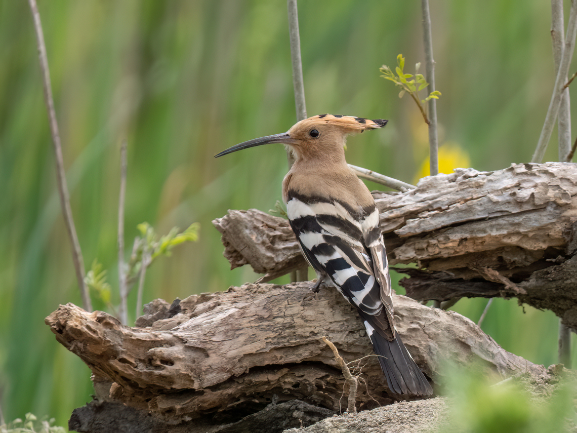 Eurasian hoopoe - Upupa epops  Animalia,Aves,Bucerotiformes,Chordata,Danube delta biosphere reserve,Eurasian hoopoe,Europe,Geotagged,Hoopoe,Romania,Spring,Upupa epops,Upupidae,Wildlife