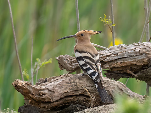 Eurasian hoopoe - Upupa epops  Animalia,Aves,Bucerotiformes,Chordata,Danube delta biosphere reserve,Eurasian hoopoe,Europe,Geotagged,Hoopoe,Romania,Spring,Upupa epops,Upupidae,Wildlife