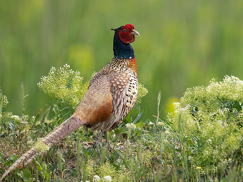 Common Pheasant