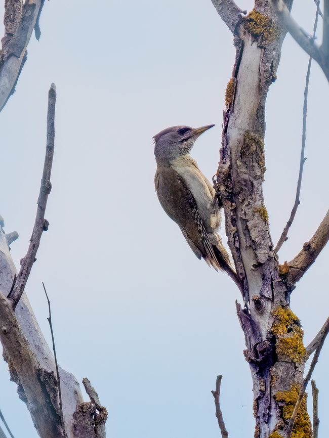 Grey-headed woodpecker - Picus canus  Animalia,Aves,Chordata,Danube delta biosphere reserve,Europe,Geotagged,Grey-headed woodpecker,Picidae,Piciformes,Picus canus,Romania,Spring,Wildlife