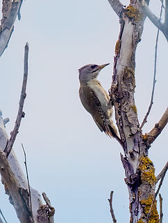 Grey-headed woodpecker - Picus canus  Animalia,Aves,Chordata,Danube delta biosphere reserve,Europe,Geotagged,Grey-headed woodpecker,Picidae,Piciformes,Picus canus,Romania,Spring,Wildlife