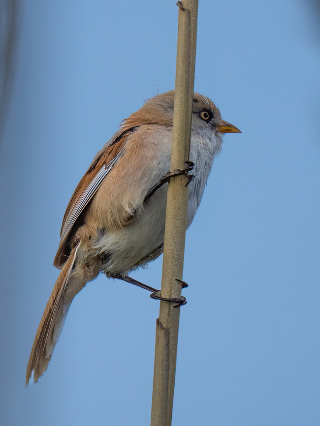 Bearded reedling - Panurus biarmicus  Animalia,Aves,Bearded reedling,Chordata,Danube delta biosphere reserve,Europe,Geotagged,Panuridae,Panurus biarmicus,Passeriformes,Passerine,Romania,Spring,Vadu,Wildlife
