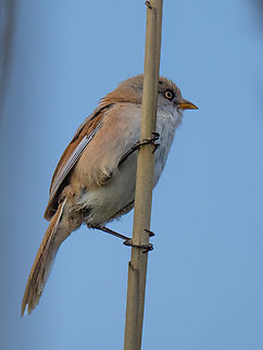 Bearded reedling - Panurus biarmicus  Animalia,Aves,Bearded reedling,Chordata,Danube delta biosphere reserve,Europe,Geotagged,Panuridae,Panurus biarmicus,Passeriformes,Passerine,Romania,Spring,Vadu,Wildlife