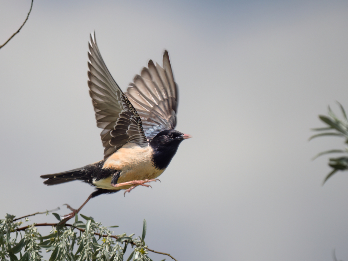 Rosy starling - Pastor roseus  Animalia,Aves,Chordata,Danube delta biosphere reserve,Europe,Geotagged,Passeriformes,Passerine,Pastor roseus,Romania,Rosy starling,Spring,Sturnidae,Vadu,Wildlife