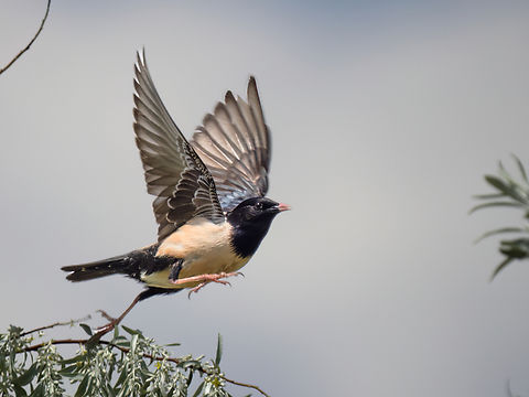 Rosy starling - Pastor roseus  Animalia,Aves,Chordata,Danube delta biosphere reserve,Europe,Geotagged,Passeriformes,Passerine,Pastor roseus,Romania,Rosy starling,Spring,Sturnidae,Vadu,Wildlife