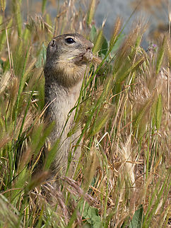 European ground squirrel - Spermophilus citellus  Animalia,Chordata,Danube delta biosphere reserve,Europe,European ground squirrel,Geotagged,Mammalia,Rodentia,Romania,Sciuridae,Spermophilus citellus,Spring,Wildlife