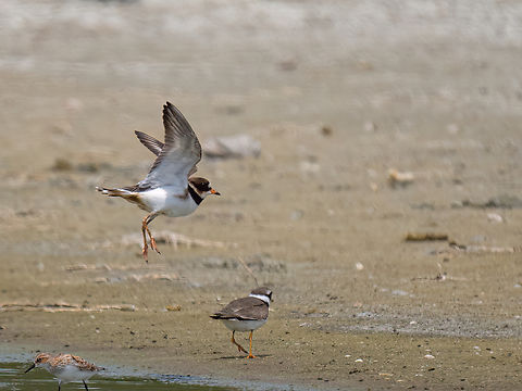 Common ringed plover - Charadrius hiaticula  Animalia,Aves,Charadriidae,Charadriiformes,Charadrius hiaticula,Chordata,Common Ringed Plover,Common ringed plover,Danube delta biosphere reserve,Europe,Geotagged,Romania,Spring,Vadu,Wildlife