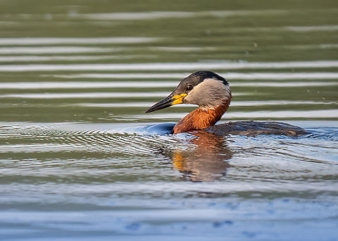Red-necked grebe - Podiceps grisegena  Animalia,Aves,Chordata,Danube delta biosphere reserve,Europe,Geotagged,Podiceps grisegena,Podicipedidae,Podicipediformes,Red-necked Grebe,Red-necked grebe,Romania,Spring,Wildlife