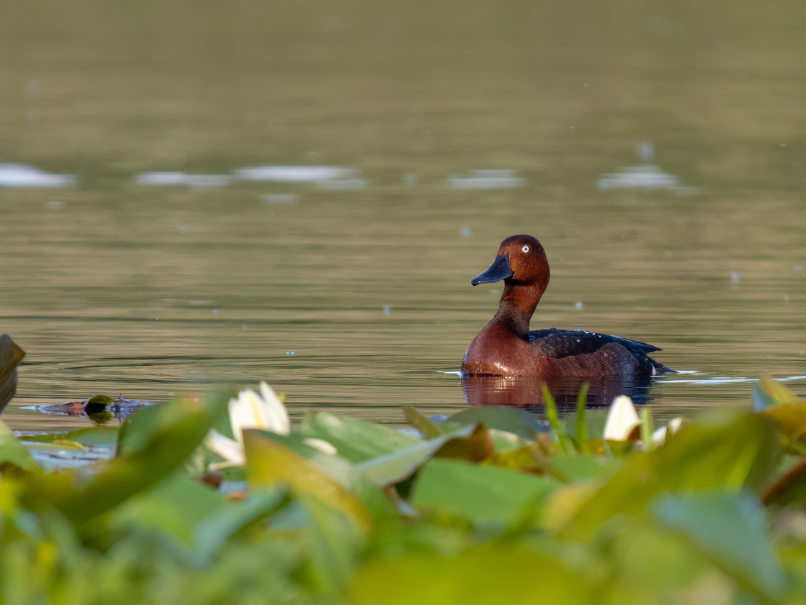 Ferruginous pochard - Aythya nyroca  Anatidae,Animalia,Anseriformes,Aves,Aythya nyroca,Chordata,Danube delta biosphere reserve,Europe,Ferruginous duck,Ferruginous pochard,Geotagged,Romania,Spring,White-eyed pochard,Wildlife