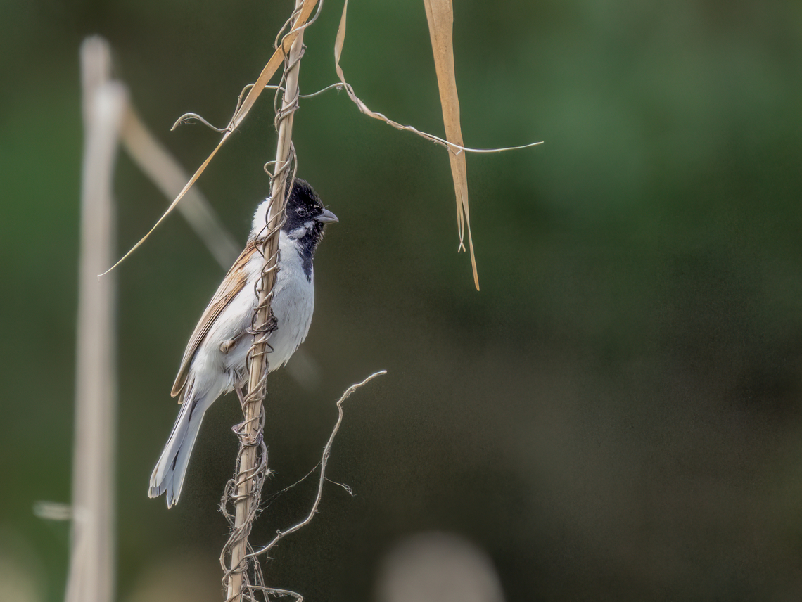 Common reed bunting - Emberiza schoeniclus  Animalia,Aves,Chordata,Common reed bunting,Danube delta biosphere reserve,Emberiza schoeniclus,Emberizidae,Europe,Geotagged,Passeriformes,Passerine,Romania,Spring,Wildlife