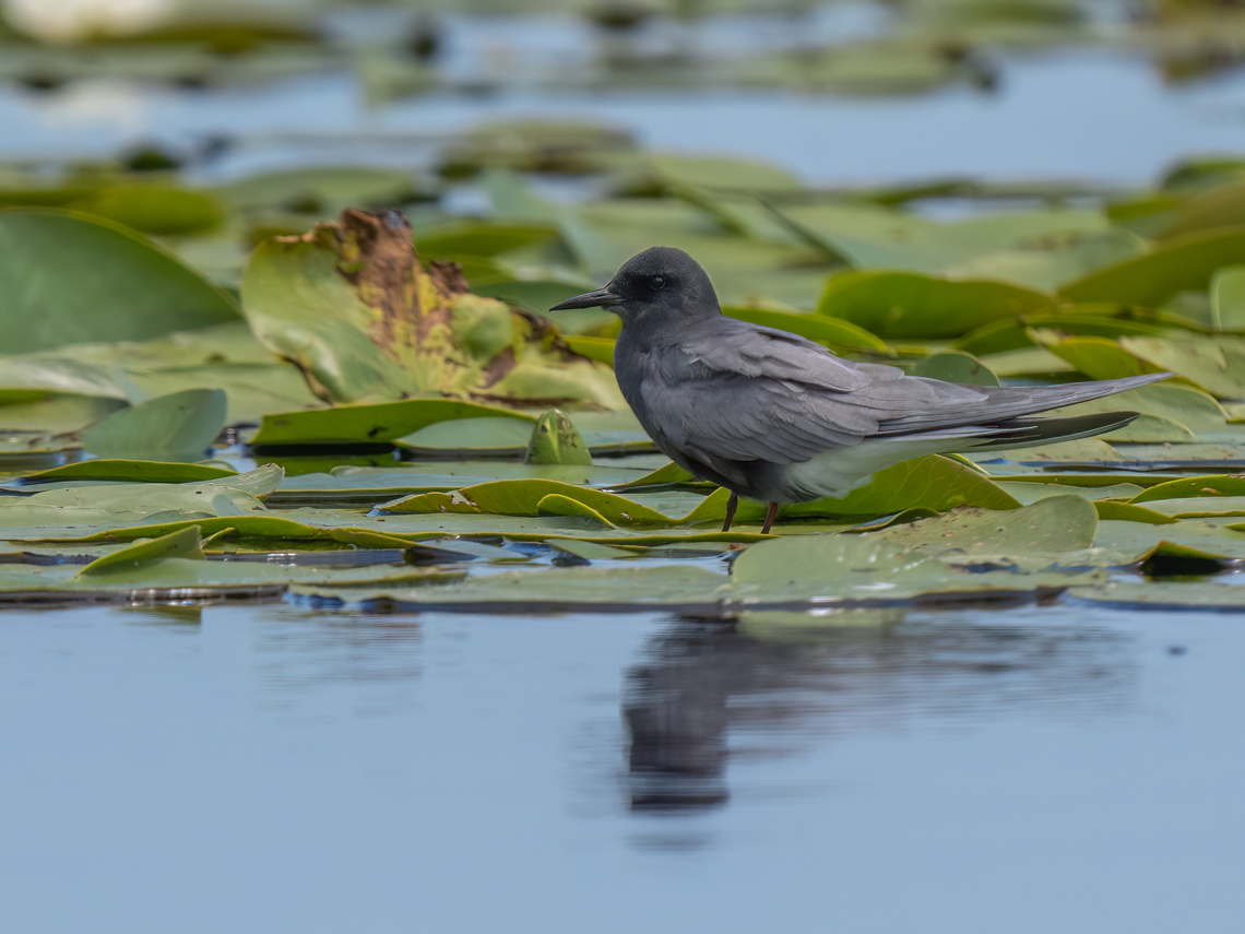 Black tern - Chlidonias niger  Animalia,Aves,Black tern,Charadriiformes,Chlidonias niger,Chordata,Danube delta biosphere reserve,Europe,Geotagged,Laridae,Romania,Spring,Wildlife