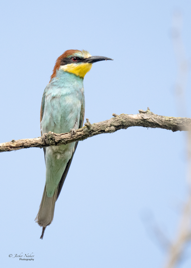 European bee-eater - Merops apiaster  Animal,Animalia,Aves,Belgrade region,Bird,Chordata,Coraciiformes,Europe,European bee-eater,Geotagged,Meropidae,Merops apiaster,Serbia,Summer,Wildlife