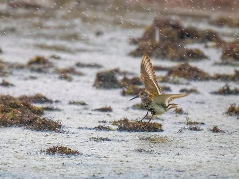 Dunlin - Calidris alpina in a heavy rain Quite surprised to see this is the first-ever photo from Lithuania! Animal,Animalia,Aves,Bird,Calidris alpina,Charadriiformes,Chordata,Dunlin,Europe,Geotagged,Lithuania,Scolopacidae,Shorebird,Summer,Wader,Wildlife