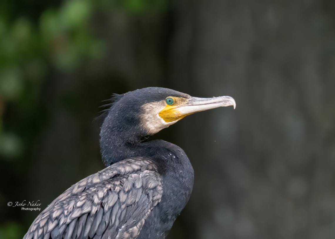 Great black cormorant - Phalacrocorax carbo  Animal,Animalia,Aves,Bird,Chordata,Europe,Geotagged,Great Cormorant,Great black cormorant,Lithuania,Phalacrocoracidae,Phalacrocorax carbo,Seabird,Suliformes,Summer,Wildlife