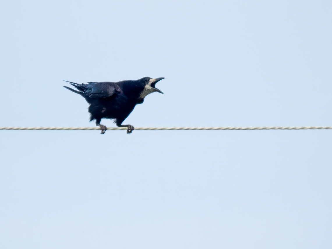 Rook - Corvus frugilegus  Animal,Animalia,Aves,Bird,Chordata,Corvidae,Corvus frugilegus,Europe,Geotagged,Lithuania,Passeriformes,Passerine,Rook,Summer,Wildlife