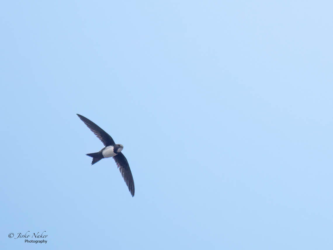 Alpine swift  - Apus melba  Alpine swift,Animalia,Apodidae,Apodiformes,Apus melba,Aves,Bulgaria,Chordata,Geotagged,Spring,Tachymarptis melba,Wildlife