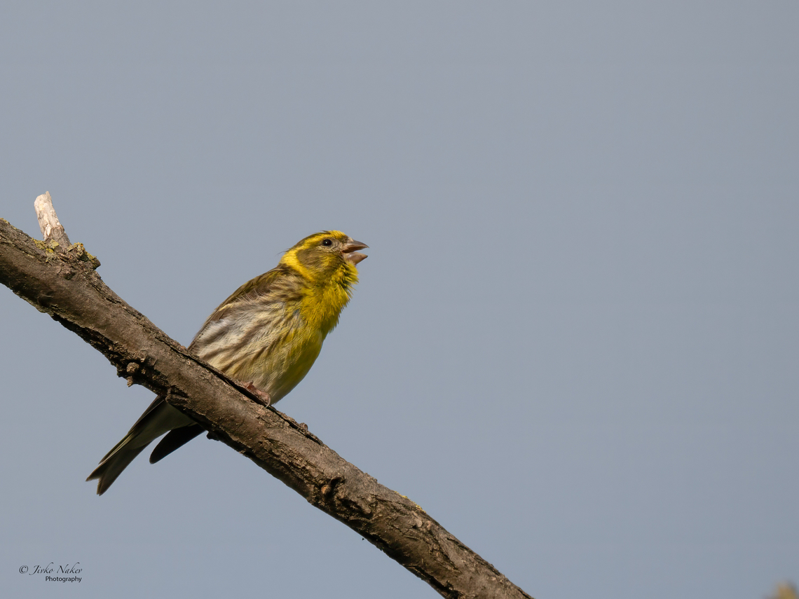 European serin male - Serinus serinus Hello friends, I just had a rather long trip through several European countries, and only today back home I sat down at the desktop computer and transferred my photos from the temporary external drive to Lightroom. Frankly, they&#039;re quite a lot!  From Serbia, Slovenia, Poland, Germany, and Lithuania.  Animalia,Aves,Belgrade region,Chordata,Europe,European serin,Finch,Fringillidae,Geotagged,Passeriformes,Passerine,Serbia,Serinus serinus,Summer,Wildlife,Zemun