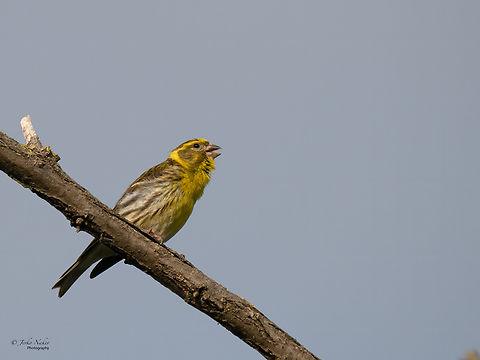European serin male - Serinus serinus Hello friends, I just had a rather long trip through several European countries, and only today back home I sat down at the desktop computer and transferred my photos from the temporary external drive to Lightroom. Frankly, they're quite a lot!  From Serbia, Slovenia, Poland, Germany, and Lithuania.  Animalia,Aves,Belgrade region,Chordata,Europe,European serin,Finch,Fringillidae,Geotagged,Passeriformes,Passerine,Serbia,Serinus serinus,Summer,Wildlife,Zemun