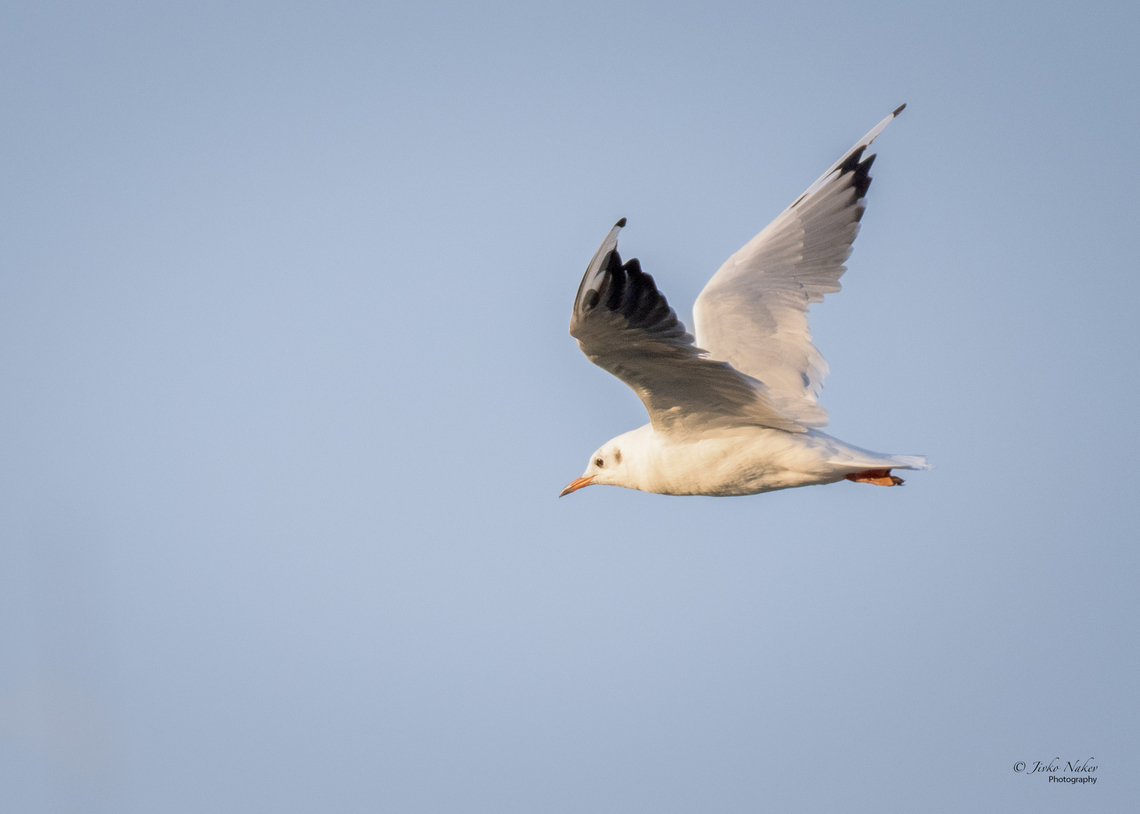 Black-headed Gull - Chroicocephalus ridibundus  Animalia,Aves,Black-headed Gull,Black-headed gull,Charadriiformes,Chordata,Chroicocephalus ridibundus,Europe,Geotagged,Laridae,Larus ridibundus,Novi Sad,Serbia,Summer,Vojvodina,Wildlife