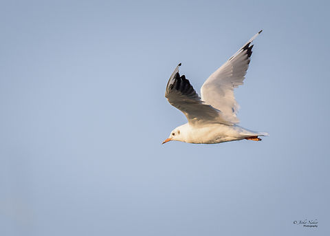 Black-headed Gull - Chroicocephalus ridibundus  Animalia,Aves,Black-headed Gull,Black-headed gull,Charadriiformes,Chordata,Chroicocephalus ridibundus,Europe,Geotagged,Laridae,Larus ridibundus,Novi Sad,Serbia,Summer,Vojvodina,Wildlife