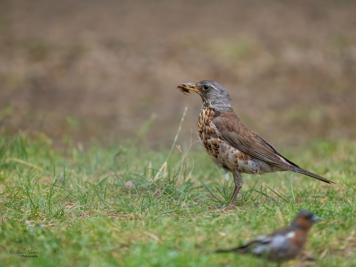 Fieldfare - Turdus pilaris This photo was taken in Lithuania, on July 19 this year. I stayed two days at a campsite outside Kaunas. The weather changed every 15 min and I was either hiding in the tent or following a few birds around and taking pictures. You can see the raindrops on the back of the thrush. Animalia,Aves,Chordata,Europe,Fieldfare,Geotagged,Kaunas apskritis,Lithuania,Passeriformes,Passerine,Summer,Turdidae,Turdus pilaris,Wildlife