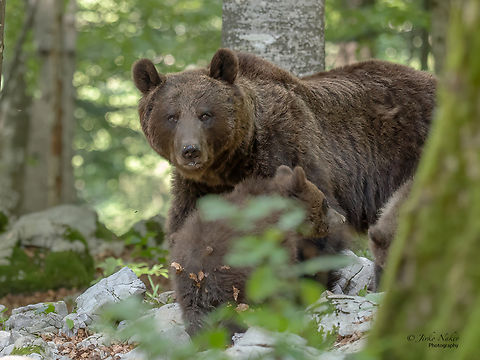 Mama bear with cubs - Ursus arctos Slovenia, from a hide! Animalia,Brown Bear,Brown bear,Carnivora,Chordata,Eurasian brown bear,Europe,Geotagged,Lower Carniola,Mammalia,Slovenia,Summer,Ursidae,Ursus arctos,Ursus arctos arctos,Wildlife