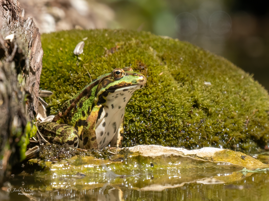 Pool frog - Pelophylax lessonae <figure class="photo"><a href="https://www.jungledragon.com/image/152842/pool_frog_-_pelophylax_lessonae.html" title="Pool frog - Pelophylax lessonae"><img src="https://s3.amazonaws.com/media.jungledragon.com/images/1332/152842_thumb.jpg?AWSAccessKeyId=05GMT0V3GWVNE7GGM1R2&Expires=1769040010&Signature=FKFHlyjk5RVjIYI%2FmG%2BRM86nhUY%3D" width="200" height="114" alt="Pool frog - Pelophylax lessonae Slovenia, July 2023<br />
I was concentrating through the viewfinder on the dragonfly doing typical dives - apparently laying eggs. In my haste I had neglected to increase the speed (1/800) and had completely forgotten about the frog. Suddenly something flashed in front of the lens and the dragonfly disappeared. Then, reviewing the photos, I saw that I had captured the moment of the dragonfly's fatal end. Unfortunately not sharp photos.<br />
https://www.jungledragon.com/image/152825/pool_frog_-_pelophylax_lessonae.html Amphibia,Animalia,Anura,Chordata,Europe,Geotagged,Lower Carniola,Pelophylax lessonae,Pool Frog,Pool frog,Ranidae,Slovenia,Summer,Wildlife" /></a></figure> Amphibia,Animalia,Anura,Chordata,Europe,Geotagged,Lower Carniola,Pelophylax lessonae,Pool Frog,Pool frog,Ranidae,Slovenia,Summer,Wildlife