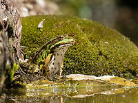Pool frog - Pelophylax lessonae https://www.jungledragon.com/image/152842/pool_frog_-_pelophylax_lessonae.html Amphibia,Animalia,Anura,Chordata,Europe,Geotagged,Lower Carniola,Pelophylax lessonae,Pool Frog,Pool frog,Ranidae,Slovenia,Summer,Wildlife