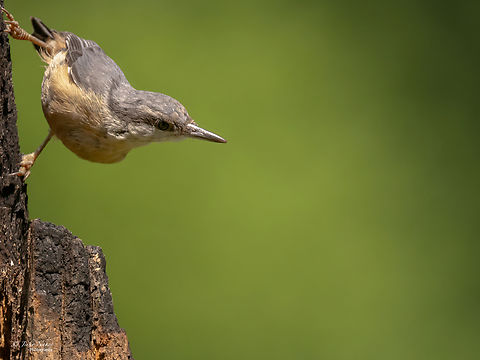 Eurasian Nuthatch - Sitta europaea  Animalia,Aves,Chordata,Eurasian Nuthatch,Europe,Geotagged,Lower Carniola,Passeriformes,Passerine,Sitta europaea,Sittidae,Slovenia,Summer,Wildlife,Wood Nuthatch