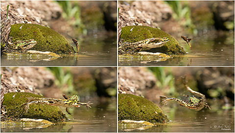 Pool frog - Pelophylax lessonae Slovenia, July 2023
I was concentrating through the viewfinder on the dragonfly doing typical dives - apparently laying eggs. In my haste I had neglected to increase the speed (1/800) and had completely forgotten about the frog. Suddenly something flashed in front of the lens and the dragonfly disappeared. Then, reviewing the photos, I saw that I had captured the moment of the dragonfly's fatal end. Unfortunately not sharp photos.
https://www.jungledragon.com/image/152825/pool_frog_-_pelophylax_lessonae.html Amphibia,Animalia,Anura,Chordata,Europe,Geotagged,Lower Carniola,Pelophylax lessonae,Pool Frog,Pool frog,Ranidae,Slovenia,Summer,Wildlife