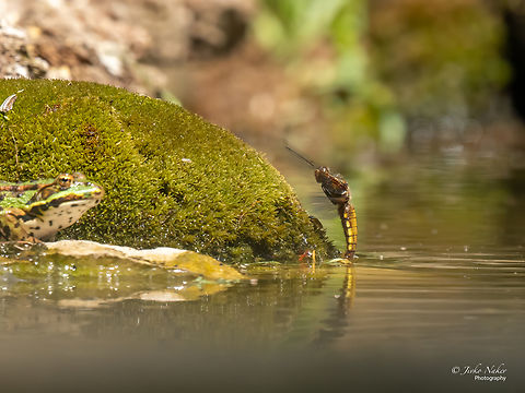 Four-spotted chaser female laying eggs - Libellula quadrimaculata  Animalia,Arthropoda,Dragonfly,Four-spotted chaser,Geotagged,Insecta,Libellula quadrimaculata,Libellulidae,Odonata,Skimmer,Slovenia,Summer,Wildlife,Zygentoma