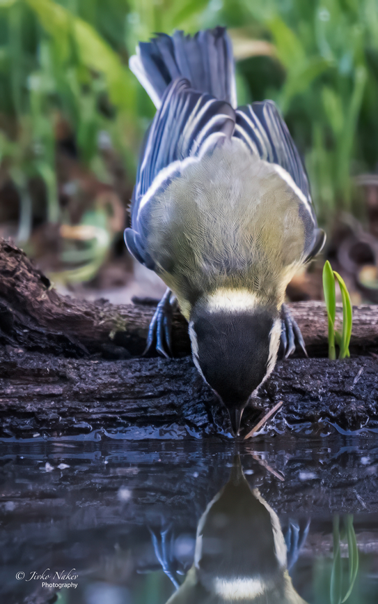 Great tit - Parus major  Animalia,Aves,Chordata,Europe,Geotagged,Great Tit,Lower Carniola,Paridae,Parus major,Passeriformes,Passerine,Slovenia,Summer,Wildlife