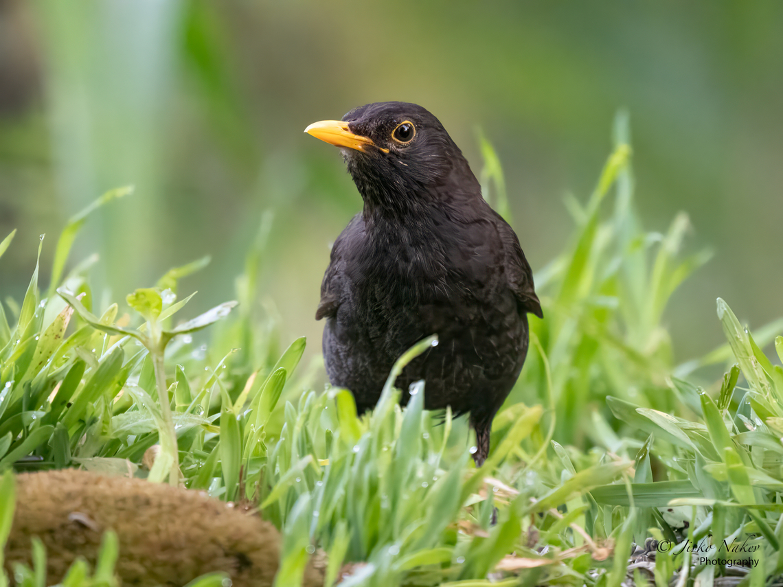 Common blackbird - Turdus merula  Animalia,Aves,Chordata,Common Blackbird,Common blackbird,Europe,Geotagged,Lower Carniola,Passeriformes,Passerine,Slovenia,Summer,Turdidae,Turdus merula,Wildlife