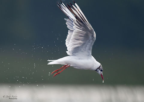 Black-headed gull - Chroicocephalus ridibundus  Animalia,Aves,Black-headed Gull,Black-headed gull,Charadriiformes,Chordata,Chroicocephalus ridibundus,Europe,Geotagged,Klaipeda apskritis,Laridae,Larus ridibundus,Lithuania,Nemunas Delta,Summer,Wildlife