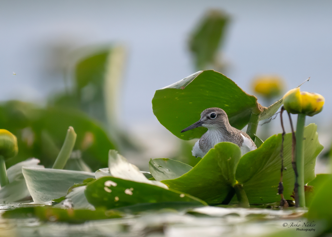 Common sandpiper - Actitis hypoleucos  Actitis hypoleucos,Animalia,Aves,Charadriiformes,Chordata,Common sandpiper,Europe,Geotagged,Klaipeda apskritis,Lithuania,Nemunas Delta,Scolopacidae,Shorebird,Summer,Wader,Wildlife