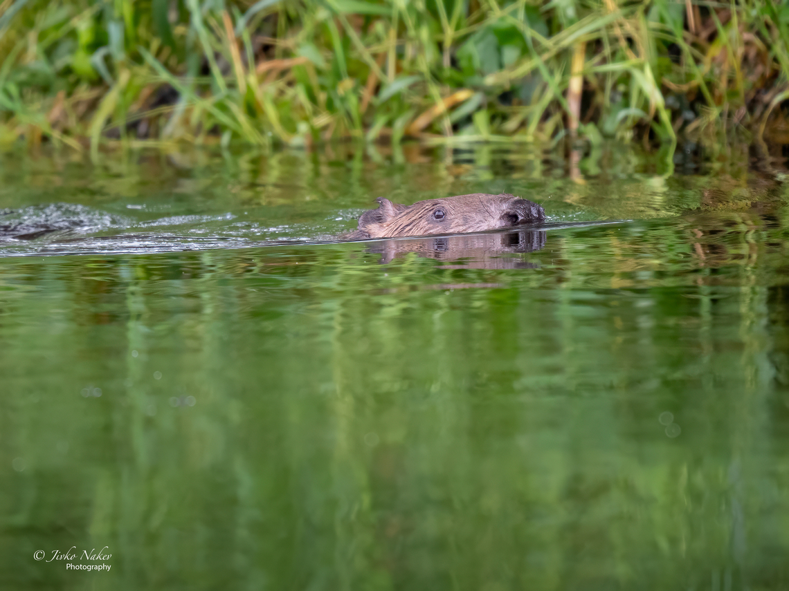 Eurasian beaver - Castor fiber  Animalia,Castor fiber,Castoridae,Chordata,Eurasian Beaver,Eurasian beaver,Europe,Geotagged,Klaipeda apskritis,Lithuania,Mammalia,Nemunas Delta,Rodentia,Summer,Wildlife