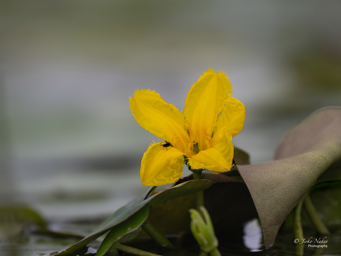 Fringed water lily - Nymphoides peltata  Asterales,Eudicot,Europe,Flowering Plant,Fringed Water Lily,Geotagged,Klaipeda apskritis,Lithuania,Magnoliophyta,Menyanthaceae,Nemunas Delta,Nymphoides peltata,Plantae,Summer,Wildlife