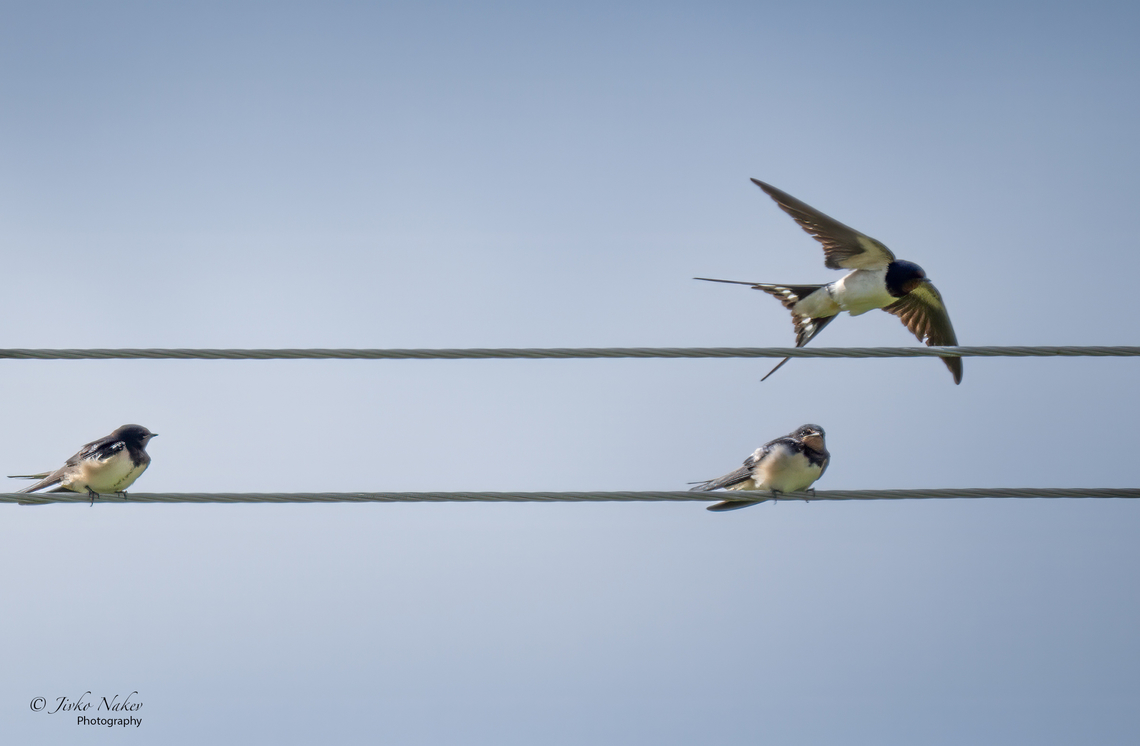 Barn swallows - Hirundo rustica  Animalia,Aves,Barn Swallow,Barn swallow,Chordata,Europe,Geotagged,Hirundinidae,Hirundo rustica,Klaipeda apskritis,Lithuania,Nemunas Delta,Passeriformes,Passerine,Summer,Wildlife