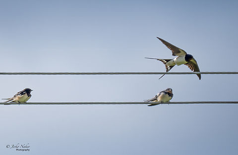 Barn swallows - Hirundo rustica  Animalia,Aves,Barn Swallow,Barn swallow,Chordata,Europe,Geotagged,Hirundinidae,Hirundo rustica,Klaipeda apskritis,Lithuania,Nemunas Delta,Passeriformes,Passerine,Summer,Wildlife