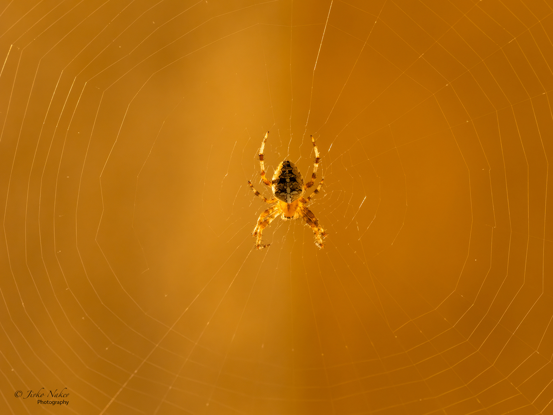 European Garden Spider - Araneus diadematus This morning I took a picture of my new housemate basking in the glow of the rising sun. Despite being called a garden spider, this fellow has built his web on the outside of my window frame on the 7th floor of a high rise building. I've been enjoying it for a few days now. Look how perfect his web is! Animalia,Arachnida,Araneae,Araneidae,Araneus diadematus,Arthropoda,Bulgaria,Cross Orbweaver,Europe,European garden spider,Geotagged,Orb-weaver,Sofia,Summer,Wildlife