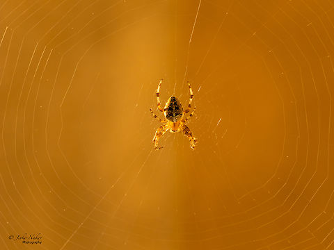 European Garden Spider - Araneus diadematus This morning I took a picture of my new housemate basking in the glow of the rising sun. Despite being called a garden spider, this fellow has built his web on the outside of my window frame on the 7th floor of a high rise building. I've been enjoying it for a few days now. Look how perfect his web is!  Animalia,Arachnida,Araneae,Araneidae,Araneus diadematus,Arthropoda,Bulgaria,Cross Orbweaver,Europe,European garden spider,Geotagged,Orb-weaver,Sofia,Summer,Wildlife